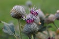 Burs of greater burdock