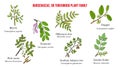 The Burseraceae, or torchwood plant family collection Royalty Free Stock Photo