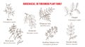 The Burseraceae, or torchwood plant family collection