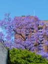 The burst of colour of the Jacaranda tree Royalty Free Stock Photo