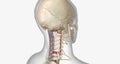 Burst fractures are traumatic injuries that result from excessive force on the spine