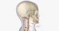 Burst fractures are traumatic injuries that result from excessive force on the spine