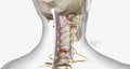 Burst fractures are traumatic injuries that result from excessive force on the spine