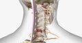 Burst fractures are traumatic injuries that result from excessive force on the spine