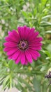 Burst of Magenta - An African Daisy Royalty Free Stock Photo