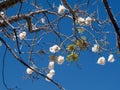 The burst seed pod of a kapok tree Ceiba pendandra Royalty Free Stock Photo