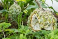 Burst Sweetsop On Tree