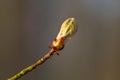 Bursting bud of Conker tree Royalty Free Stock Photo