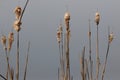 Bursting cattail seed heads against a blueish gray sky Royalty Free Stock Photo