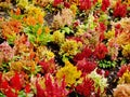 Bursting colours of celosia annual flowers on a flowerbed Royalty Free Stock Photo