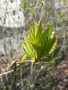 Bursting into leaf