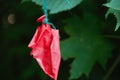 Bursting red ball hanging on a tree Royalty Free Stock Photo