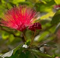 Bursting Red Spiky flower