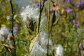 Bursting Seed Pods On A Milkweed Plant Royalty Free Stock Photo