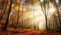 Bursting sunrays in a misty autumn forest