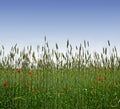 Bursts of brilliant red poppies. Red poppies growing between the tall grass. Royalty Free Stock Photo