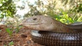 Burton`s legless lizard : Lialis burtonis. its characteristics: possessing eyelids, possessing external ear openings close up of l