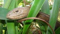 Burton`s legless lizard : Lialis burtonis. its characteristics: possessing eyelids, possessing external ear openings close up of l