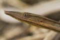 Burton\'s legless lizard or Lialis burtonis, Lialis burtonis pencil lizard