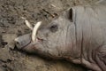 Buru Babirusa - Babyrousa babyrussa Royalty Free Stock Photo