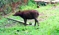 Buru babirusa