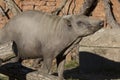 Buru BABIRUSA, Babyrousa babyrussa