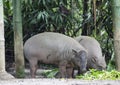 Buru babirusa Babyrousa babyrussa is a wild pig-like animal native to the Indonesian islands