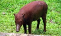 Buru babirusa