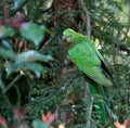 Buru Lorikeet