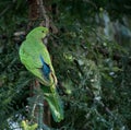 Buru Lorikeet