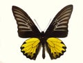 Buru opalescent birdwing