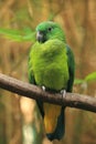Buru racket-tail parrot