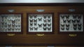 Large Butterfly Collection. Closeup view of many different colorful butterflies on bright white window Royalty Free Stock Photo