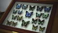 Large Butterfly Collection. Closeup view of many different colorful butterflies on bright white window Royalty Free Stock Photo