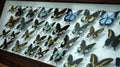 Large Butterfly Collection. Closeup view of many different colorful butterflies on bright white window