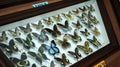 Large Butterfly Collection. Closeup view of many different colorful butterflies on bright white window Royalty Free Stock Photo