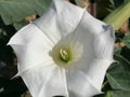 Burundanga white flower Spain Andalucia