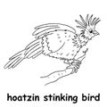 Kids line illustration coloring hoatzin stinking bird. outline vector for children. cute cartoon characters