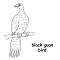 Kids line illustration coloring black guan bird. animal are just lines