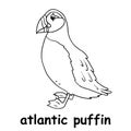 Kids line illustration coloring atlantic puffin. outline vector for children. cute cartoon characters