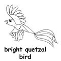 Kids line illustration coloring bright quetzal bird. outline vector for children. cute cartoon characters