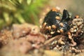 Burying beetle Royalty Free Stock Photo