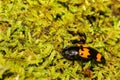 Burying Beetle Close up