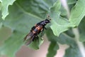 Burying beetle with mites on a leaf preparing to fly