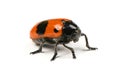 The Burying beetle Nicrophorus vespilloides Royalty Free Stock Photo