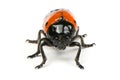 The Burying beetle Nicrophorus vespilloides