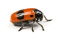 The Burying beetle Nicrophorus vespilloides