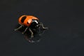 The Burying beetle Nicrophorus vespilloides Royalty Free Stock Photo