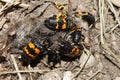 Burying Beetles Illinois Wildlife Royalty Free Stock Photo