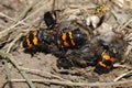 Burying Beetles (Nicrophorus orbicollis) Royalty Free Stock Photo